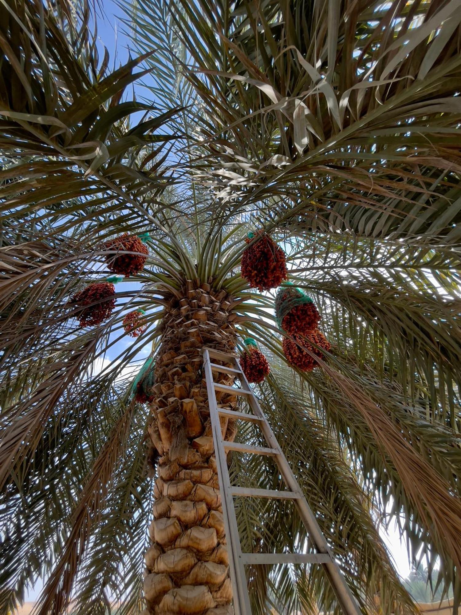 Nights ليالي Luxury tent 5*
